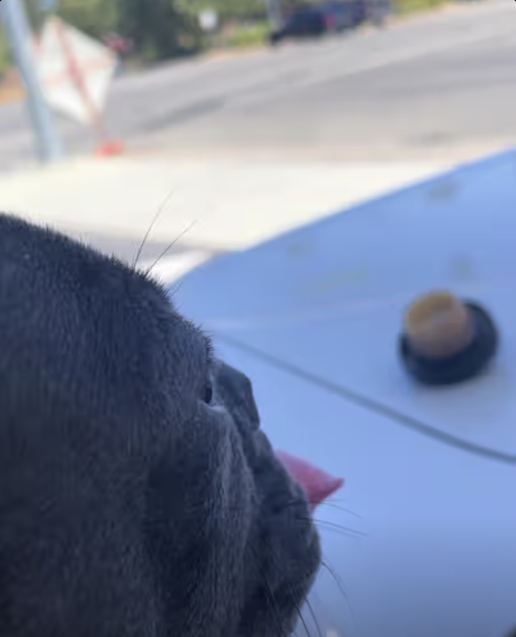 To All Dog Lovers on TikTok: Forgot to get some gas on your way back from work? Don’t you worry, your pooch got your back !!!